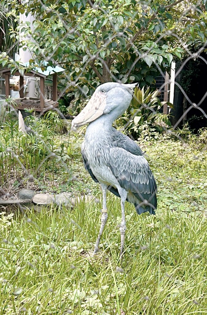 shoebill